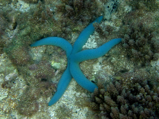 5.藍指海星