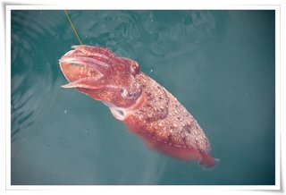 超大隻的魷魚呀~~