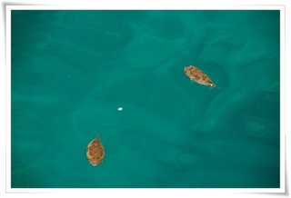 東吉的海水多清澈？岸邊就是河豚漂阿漂的就知道