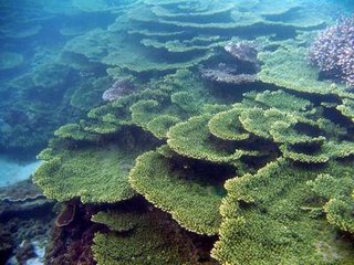 海底美麗的珊瑚景觀