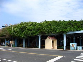 港子老榕樹正好是位在要彎入水族館前的轉角處，在位置上非常好找