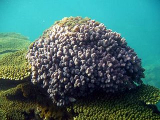 海底美麗的珊瑚景觀