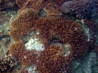 海底美麗的珊瑚景觀