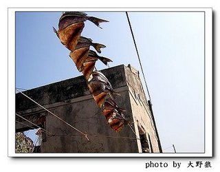 冬天特產的臭肚魚曬魚乾