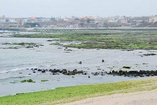 連海浪都變成了綠色的冬季雙曲橋沙灘海岸