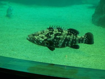 澎湖水族館