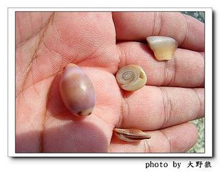 隨手撿拾的貝殼