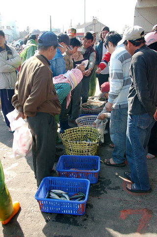 一藍一藍等著競標的魚貨