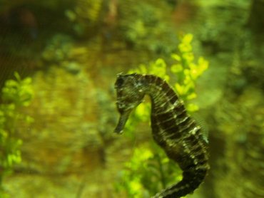 澎湖水族館