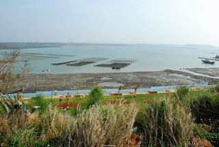 從高地可以鳥瞰整個牡蠣養殖區