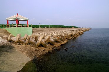 通梁古榕樹