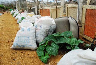 講求健康的老板不使用化學肥料，特地去二崁撿羊糞回來當肥料