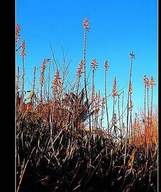 蘆薈的花就是長這樣