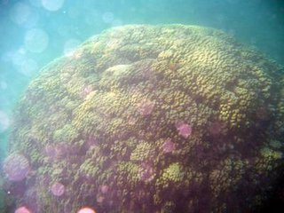 海底美麗的珊瑚景觀