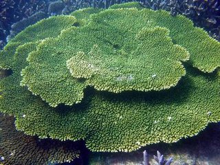 海底美麗的珊瑚景觀
