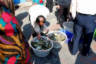岸上剛捕撈的象魚正等著顧客估價