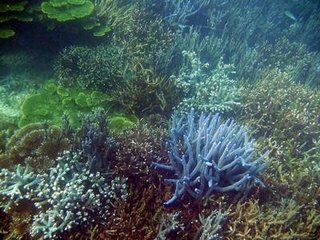 海底美麗的珊瑚景觀