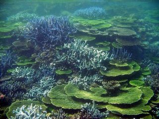 海底美麗的珊瑚景觀