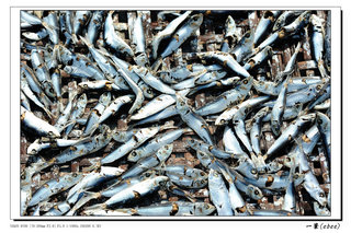 井垵曬魚場主要的魚乾包括四破魚以及臭肉魚