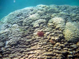 海底美麗的珊瑚景觀