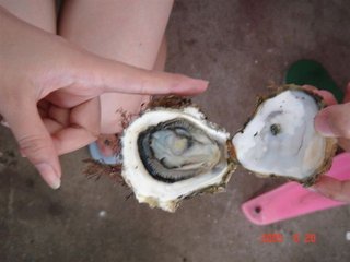 多麼飽滿的牡蠣