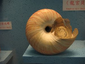 竹灣螃蟹博物館