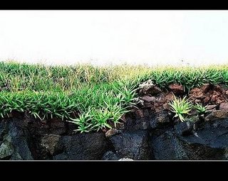 將軍多數的蘆薈都是長在沒有泥土的玄武岩上