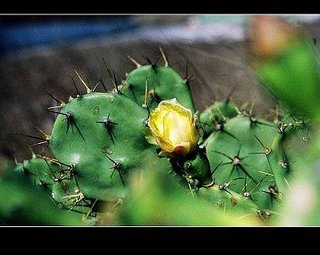 仙人掌的花