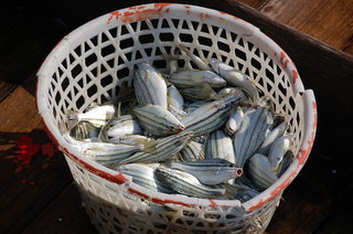 魚貨