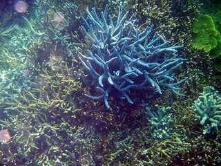 海底美麗的珊瑚景觀