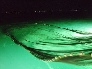 成發夜釣小管特色：人工下網
