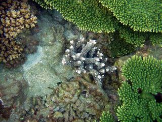 海底美麗的珊瑚景觀