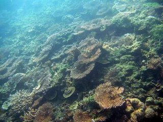 海底美麗的珊瑚景觀
