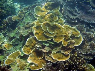海底美麗的珊瑚景觀