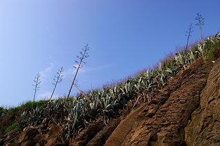 玄武岩石壁的近照
