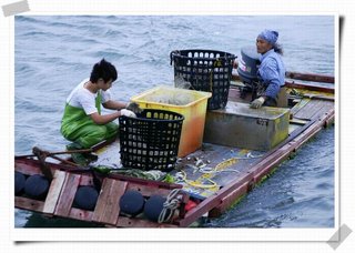 父子兩一起收定置網的魚貨
