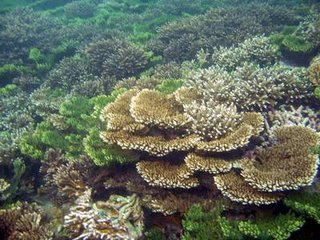 海底美麗的珊瑚景觀