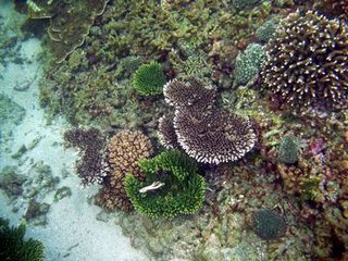 海底美麗的珊瑚景觀