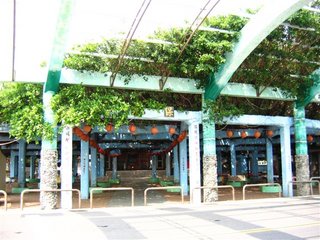 介紹通梁古榕樹的時候有提到，因為澎湖季風強勁，所以樹木大多橫生枝節，長不高