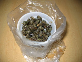 秀鳳姐的燒酒螺，不僅大顆，更是新鮮美味又乾淨