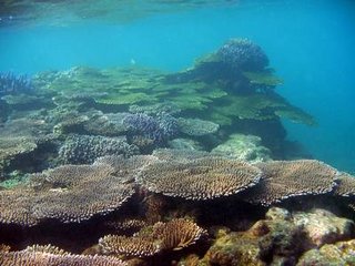 海底美麗的珊瑚景觀