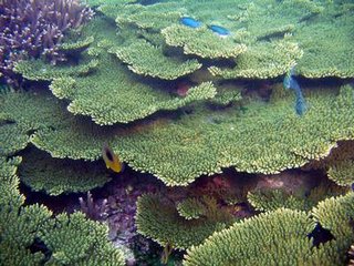 海底美麗的珊瑚景觀