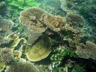 海底美麗的珊瑚景觀
