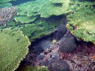 海底美麗的珊瑚景觀